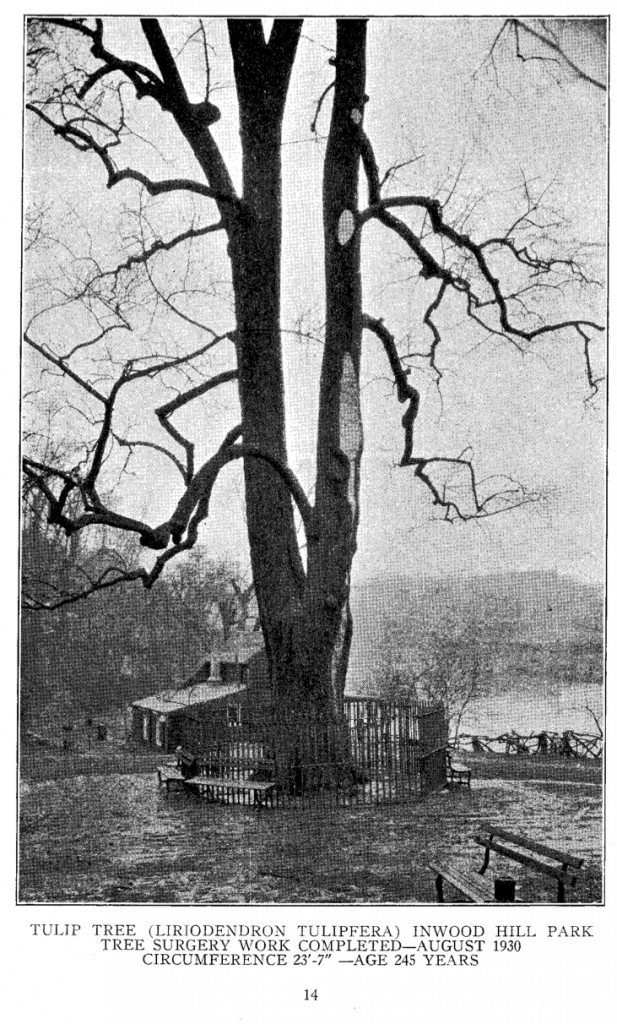 The Inwood Tulip, Source: NYC Parks Department 1930 Annual Report. The Inwood Tulip, Source: NYC Parks Department 1930 Annual Report.