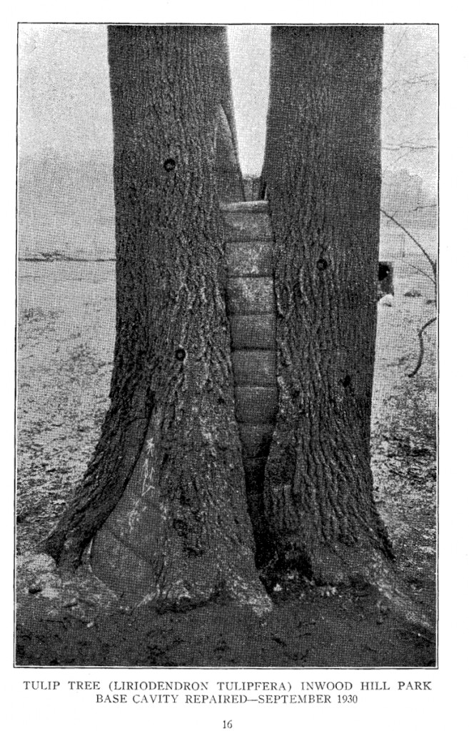 Tree surgery performed on the Inwood Tulip, Source: NYC Parks Department 1930 Annual Report.