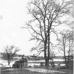 Tulip Tree of old Inwood that once stood in what is now Inwood Hill Park.