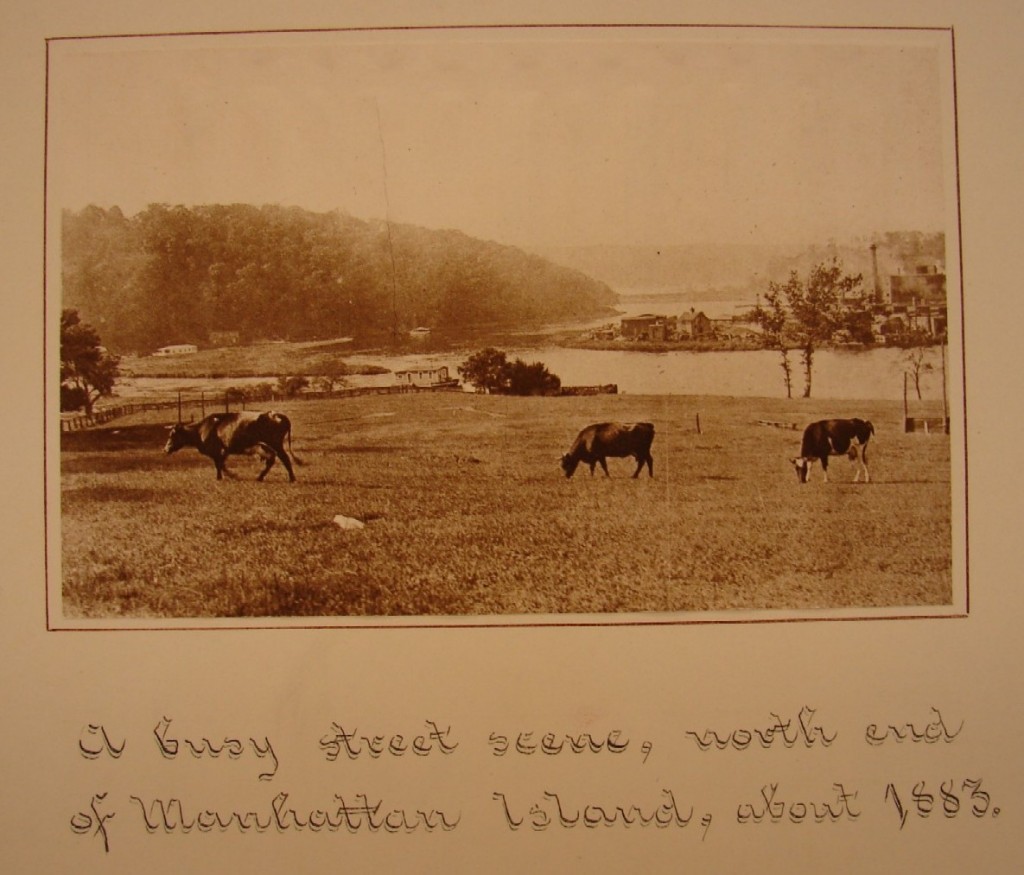 cows-inwood-left-from-present-baker-field-e28093ironworks-on-right-cows-grazing-in-baker-field-circa-1883-resized3 This 1883 photograph shows cows grazing on the site of the present day Columbia University Baker Field along the Spuyten Duyvil in Inwood, New York.