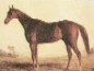 Image of horse John Bascomb from an article on a poem written by old time Inwood, New York resident Isaac Dyckman.