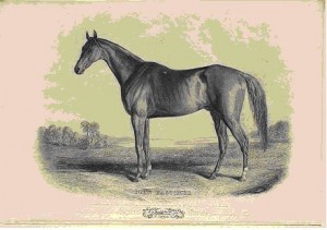 Sketch of horse John Bascomb by painter Edward Troye Sketch of horse John Bascomb by painter Edward Troye