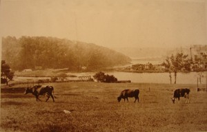 Cows in Baker field circa 1883 