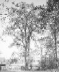 Tulip Tree of old Inwood 