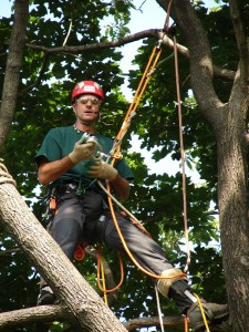 Tree Climber Mark Chisholm