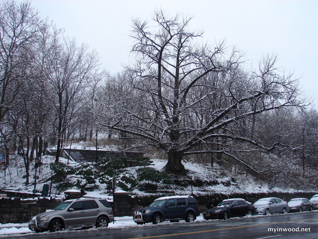 Ginkgo at Broadway entrance to Isham Park
