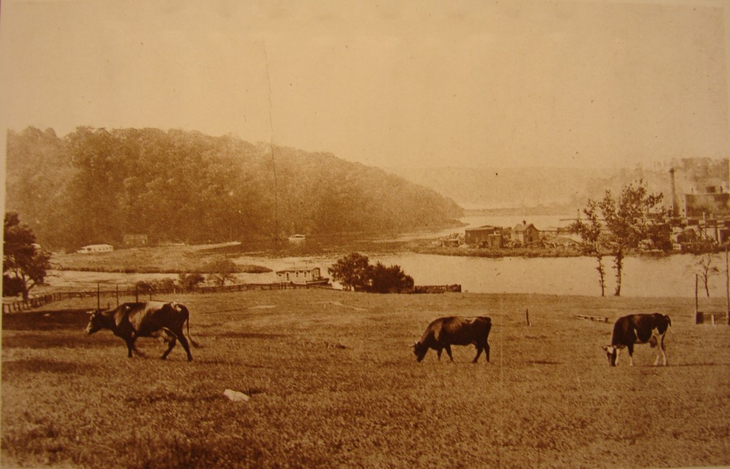 Cows grazing along the Spuyten Duyvil near turn of the century.