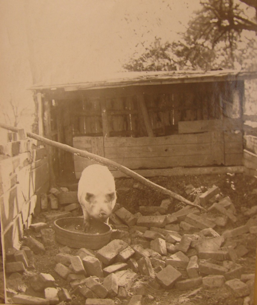 Last pig on Mantattan photographed on the current site of Columbia University's Baker Field, from the collection of William Calver, September 30, 1911,NY-HS.