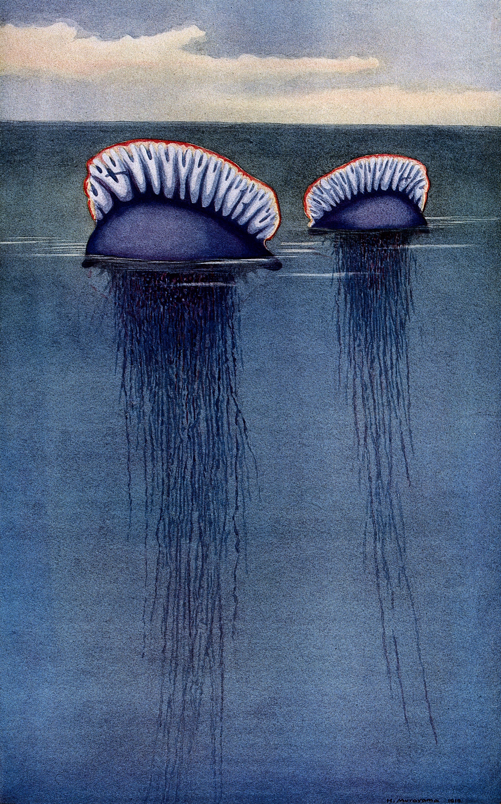 Two Portugese man of war (Physalia arethusa) drifting half-submerged in the sea. Colour line block after a painting by H. Murayama. By: Hashime Murayama