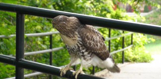 Hawk in Isham Park, Inwood