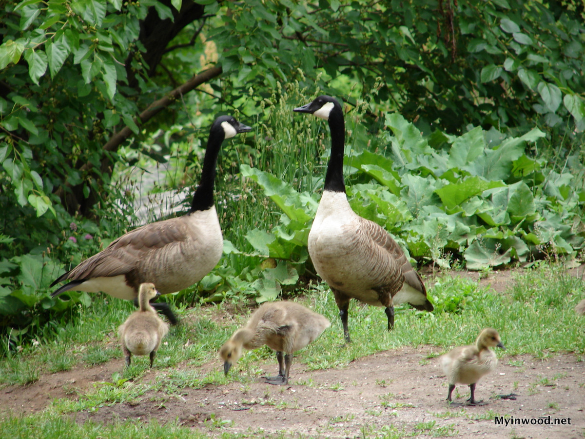 Inwood Hill Park geese, 2015