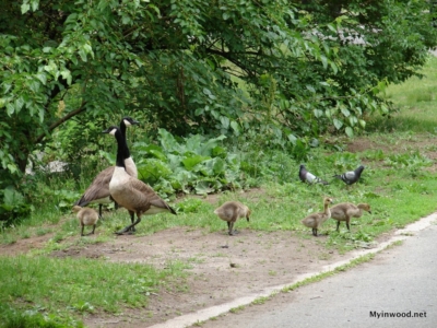 Inwood Hill Park geese, 2015