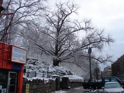 Ginkgo tree at Broadway entrance to Isham Park.