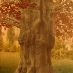 The old Purple Beech