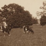 Cows grazing on current site of Isham Park circa 1900. (Source MCNY)