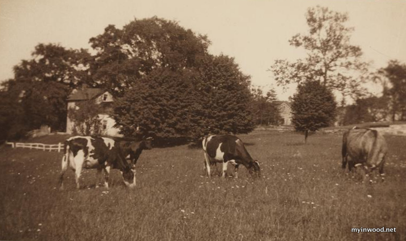 Cows grazing on current site of Isham Park circa 1900. (Source MCNY)