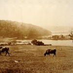 Cows in  present Baker Field,ironworks on right, circa 1883 NYHS