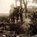 Isham spring stable, 1898, James Reuel Smith