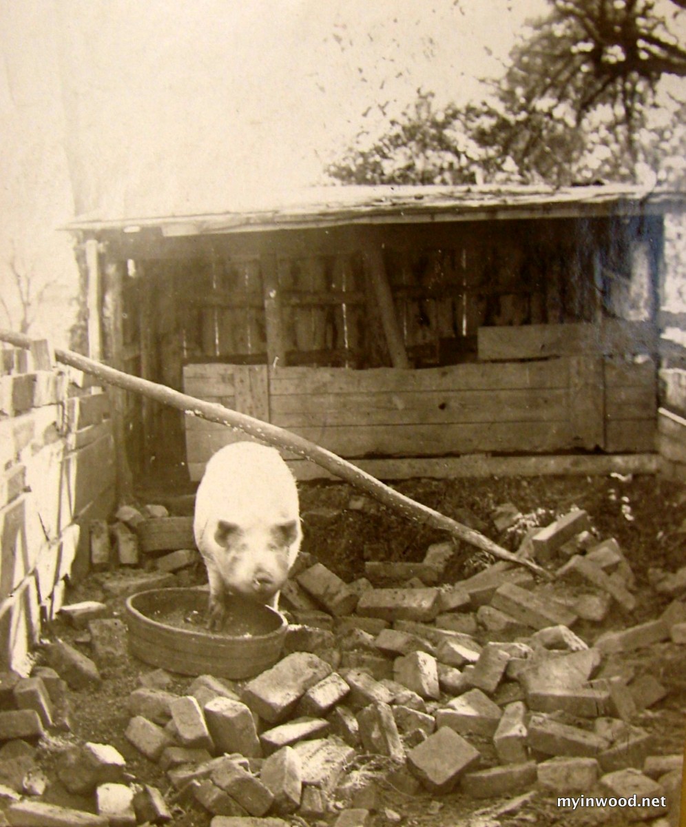 "The Last Pig on Manhattan," William Calver, 1911. (Pig pen on current site of Baker Field)