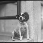 William Davis Hassler, Dog called Bounce, 150 Vermilyea Avenue, Inwood, New York City, September 7, 1915