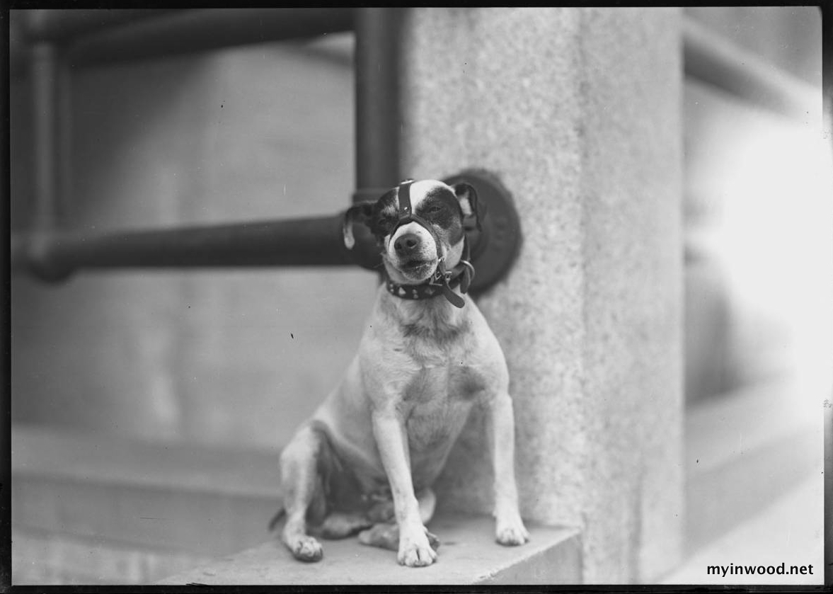 William Davis Hassler, Dog called "Bounce," 150 Vermilyea Avenue, Inwood, New York City, September 7, 1915.