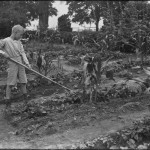 William Gray Hassler working in the school garden in Isham Park, New York City, August 5, 1914. NYHS