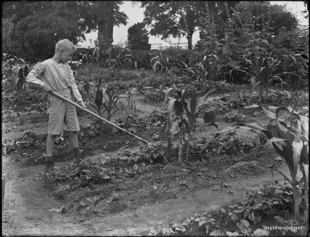 William Gray Hassler working in the school garden in Isham Park, New York City, August 5, 1914. NYHS