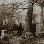 Beekeeper Mike Fesslian’s hives in Inwood Hill Park, 1932, photo by Percy Loomis Sperr