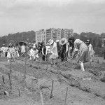 People Planting Crops in New York City