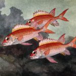 Three Squirrel Fish Swimming in the Sea by Hashime Murayama.