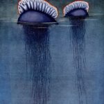 Two Portugese man of war (Physalia arethusa) drifting half-s