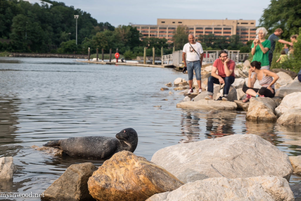 A harbor seal, nicknamed "Sealy," makes an appearance on the Spuyten Duyvil in Inwood Hill Park. 