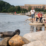 A harbor seal, nicknamed “Sealy,” makes an appearance on the Spuyten Duyvil in Inwood Hill Park.