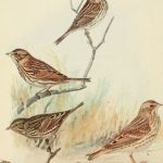 Bird Lore, 1911, National Audubon Society.