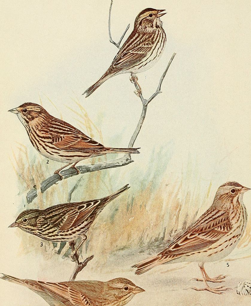 Bird Lore, 1911, National Audubon Society.